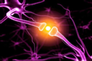 As podas neuronais e sinapticas