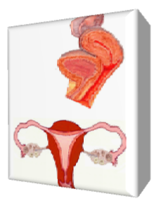 Os órgãos genitais femininos