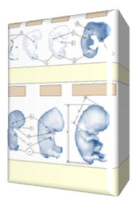 O desenvolvimento embrionário